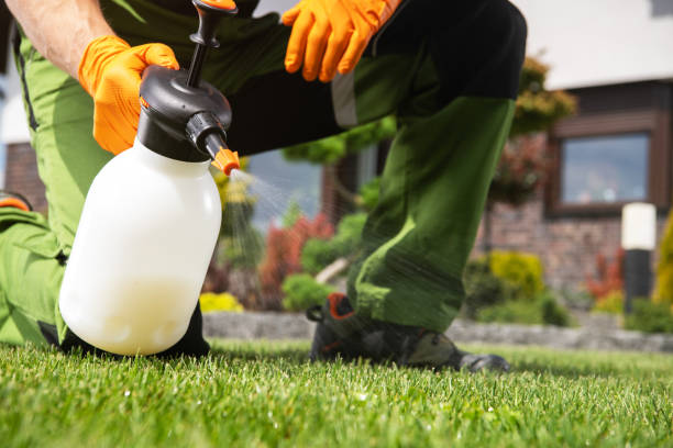 Best Insect Control  in Lopezville, TX