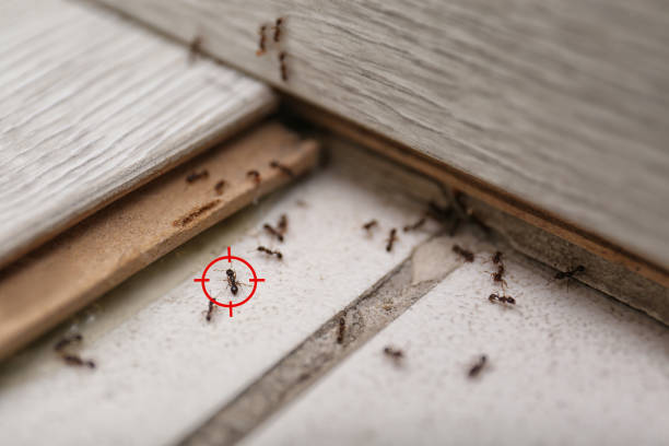 Best Ant Control Services  in Lopezville, TX