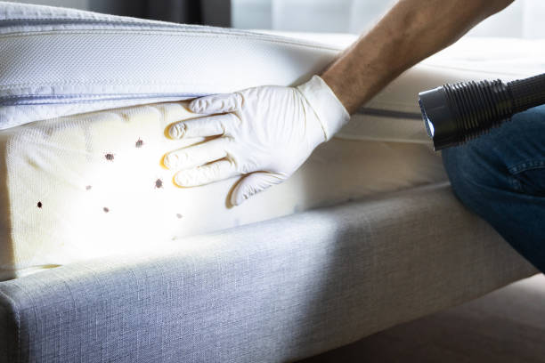 Best Wasp Removal Services  in Lopezville, TX